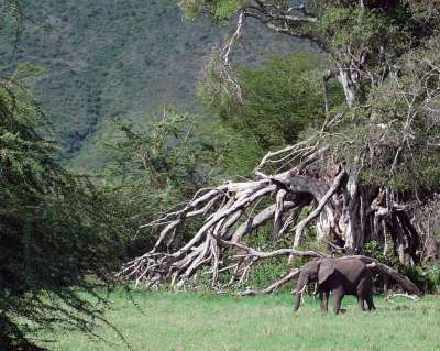 Critical Time for Elephants